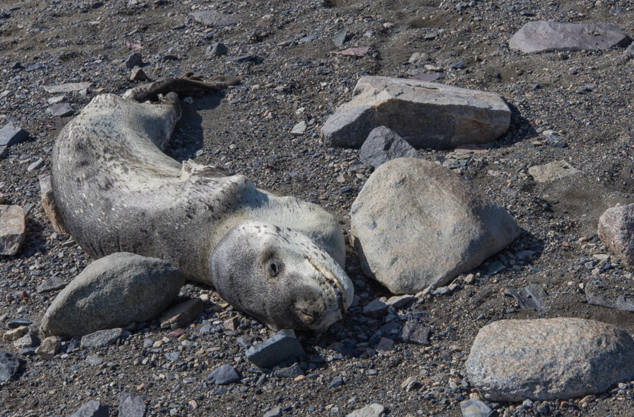 “Hundreds of mummified seals have been found as far as 41 miles inland in Antarctica. One tested specimen had been sitting out in the open for 1,500 years. Researchers theorize that 1-2 seals annually get lost during white-out events and accidentally travel inland, where they eventually die.”